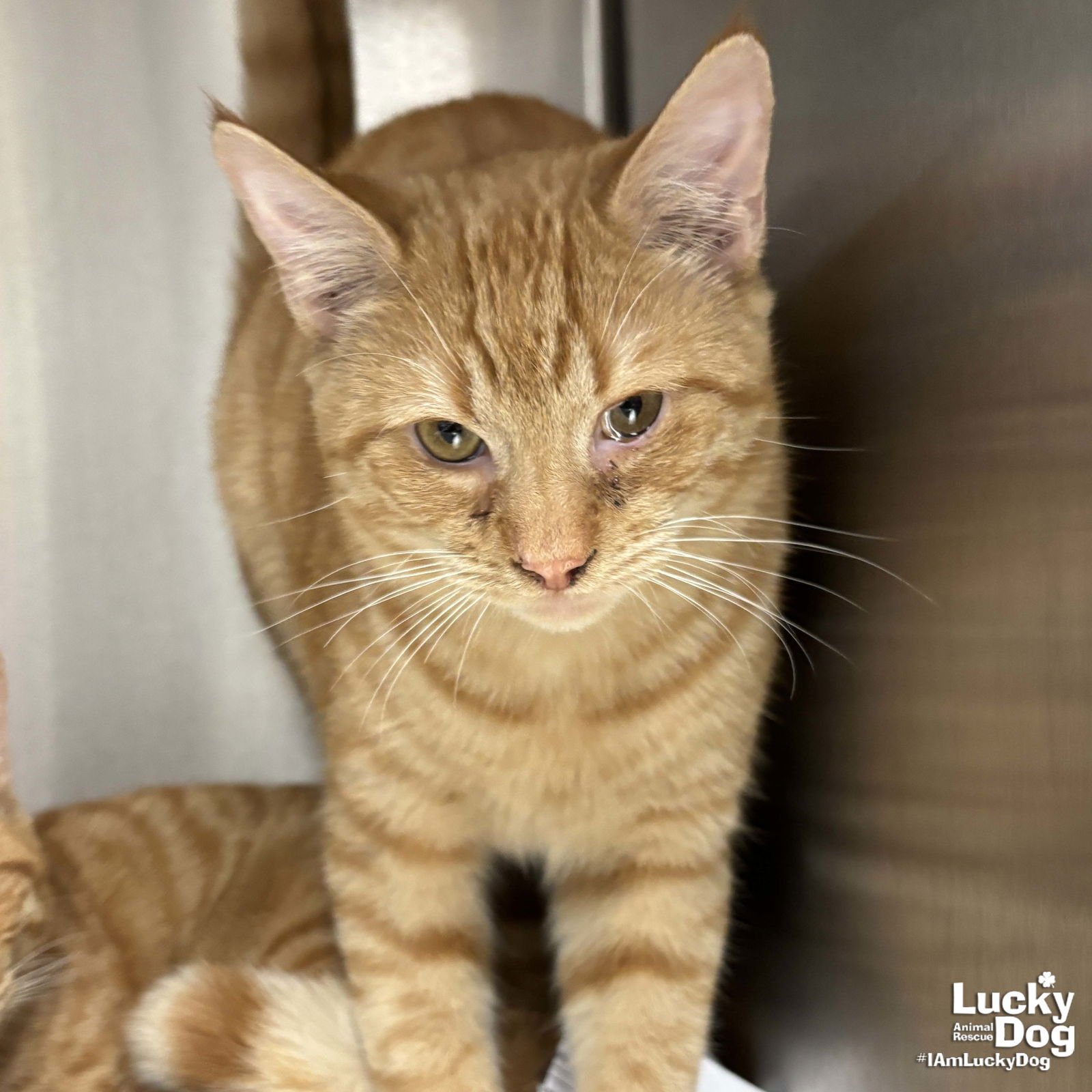 WINSTON - Domestic Short Hair available for adoption