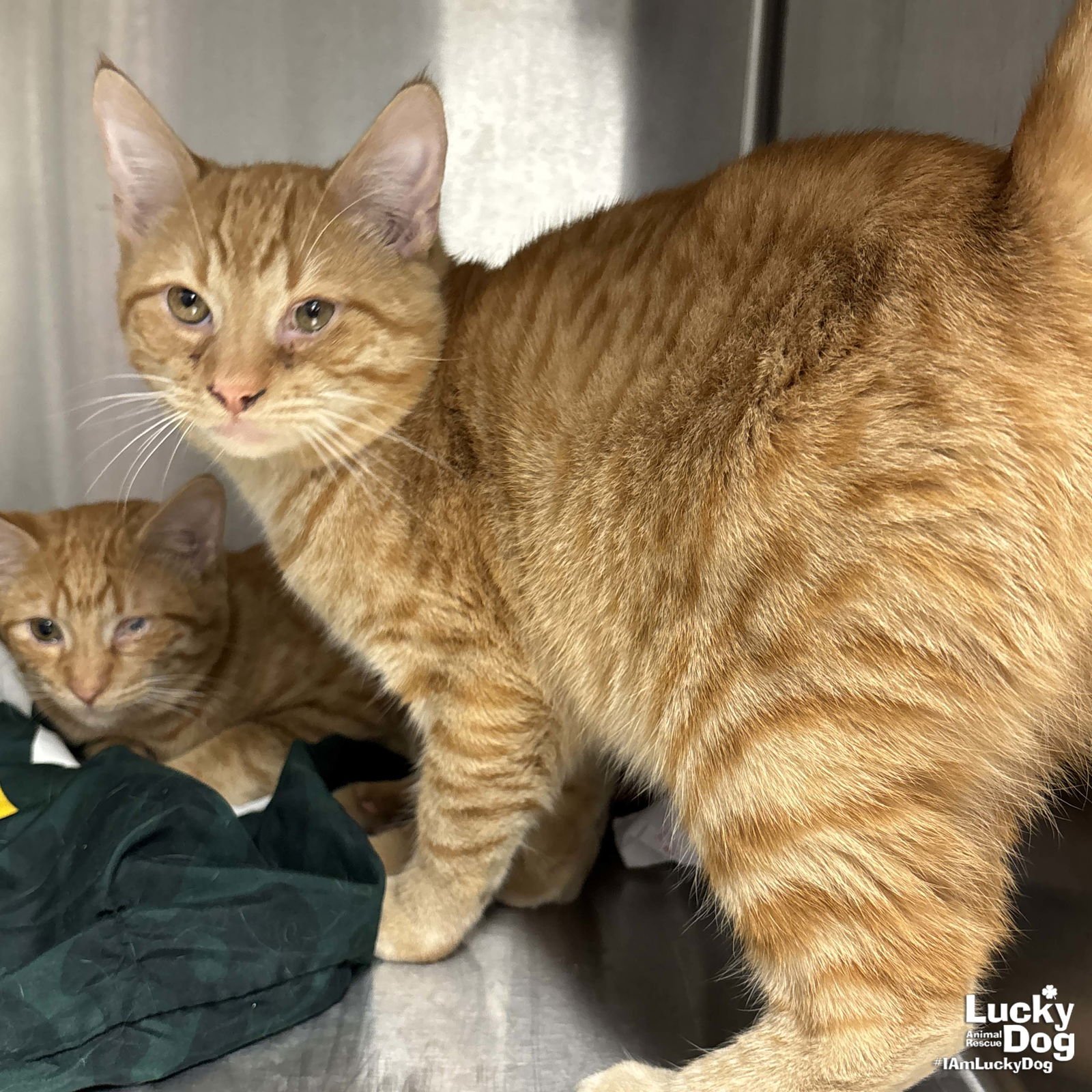 WINSTON - Domestic Short Hair available for adoption