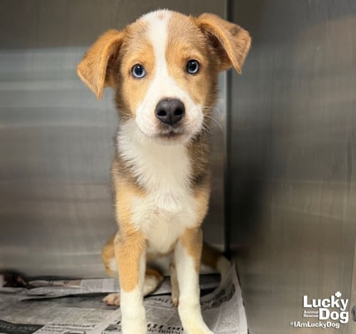 MERLEDEAN - Australian Shepherd / Border Collie available for adoption