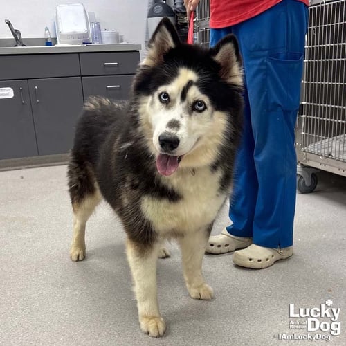 CATALINA - Husky available for adoption