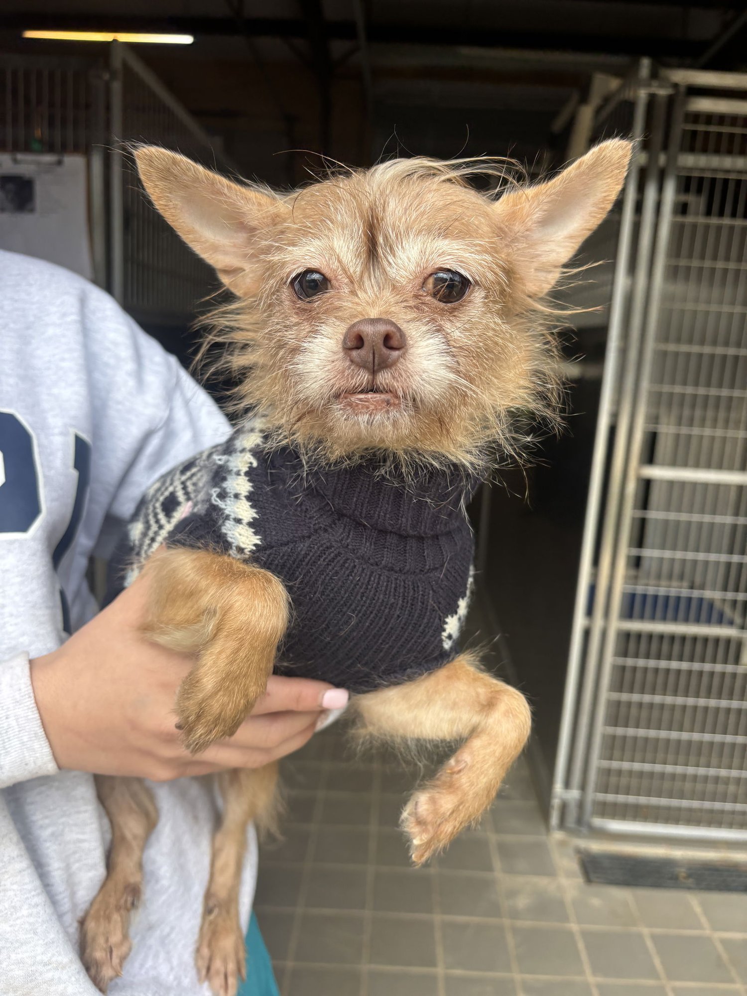 PRINCESS - Chihuahua available for adoption