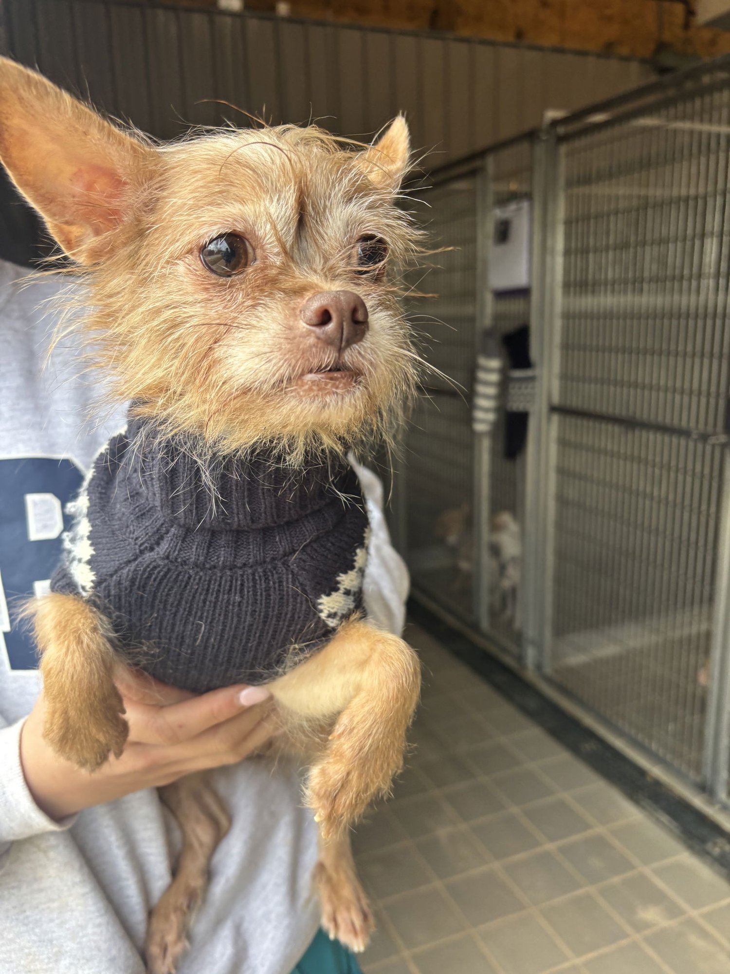 PRINCESS - Chihuahua available for adoption