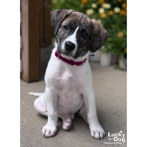 COLE - Shepherd / Labrador Retriever available for adoption