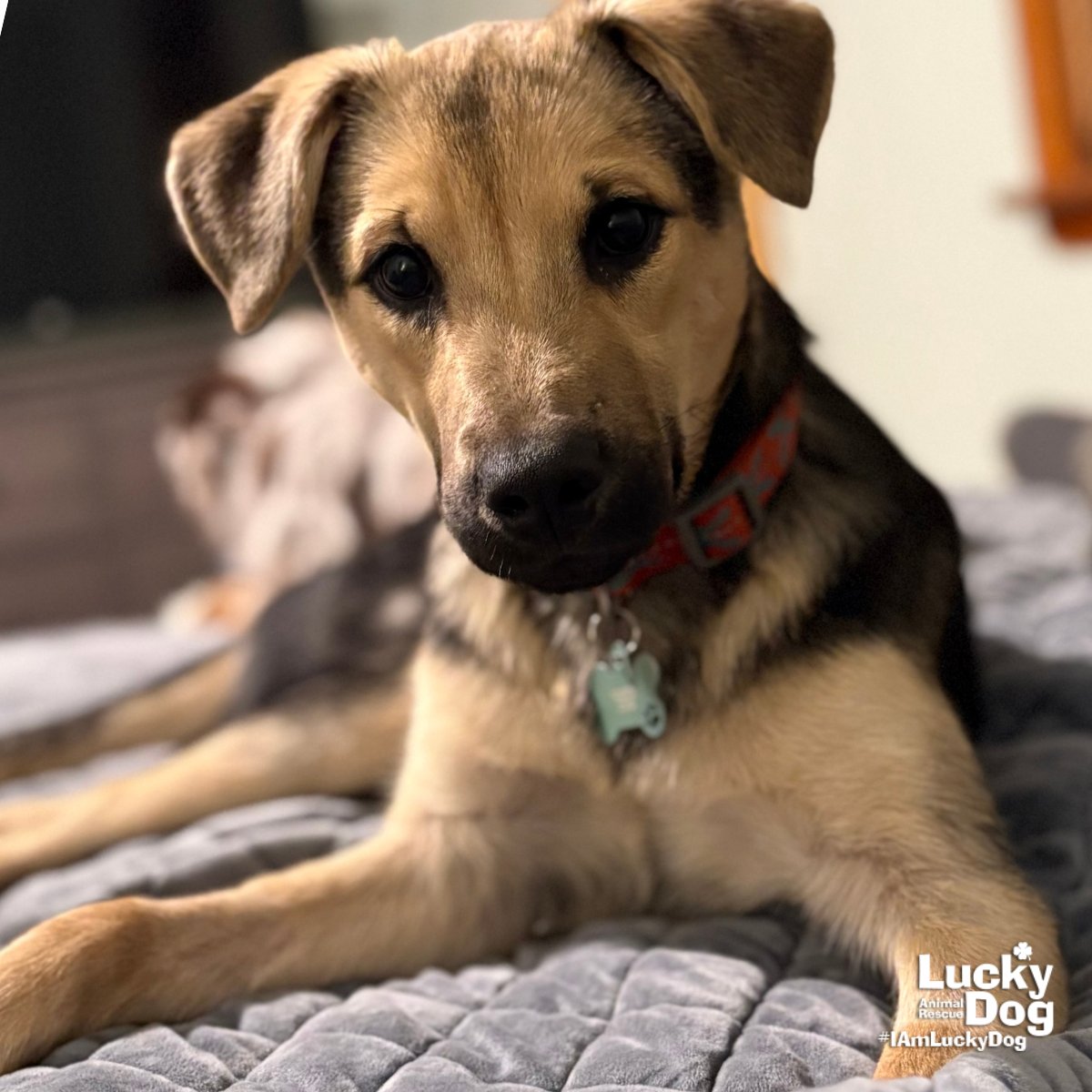 BUBU - Shepherd available for adoption