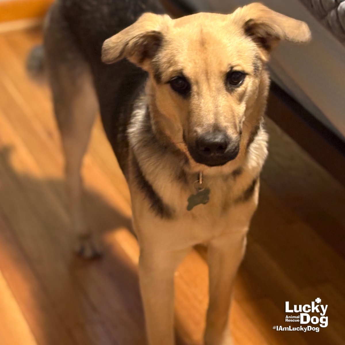 BUBU - Shepherd available for adoption