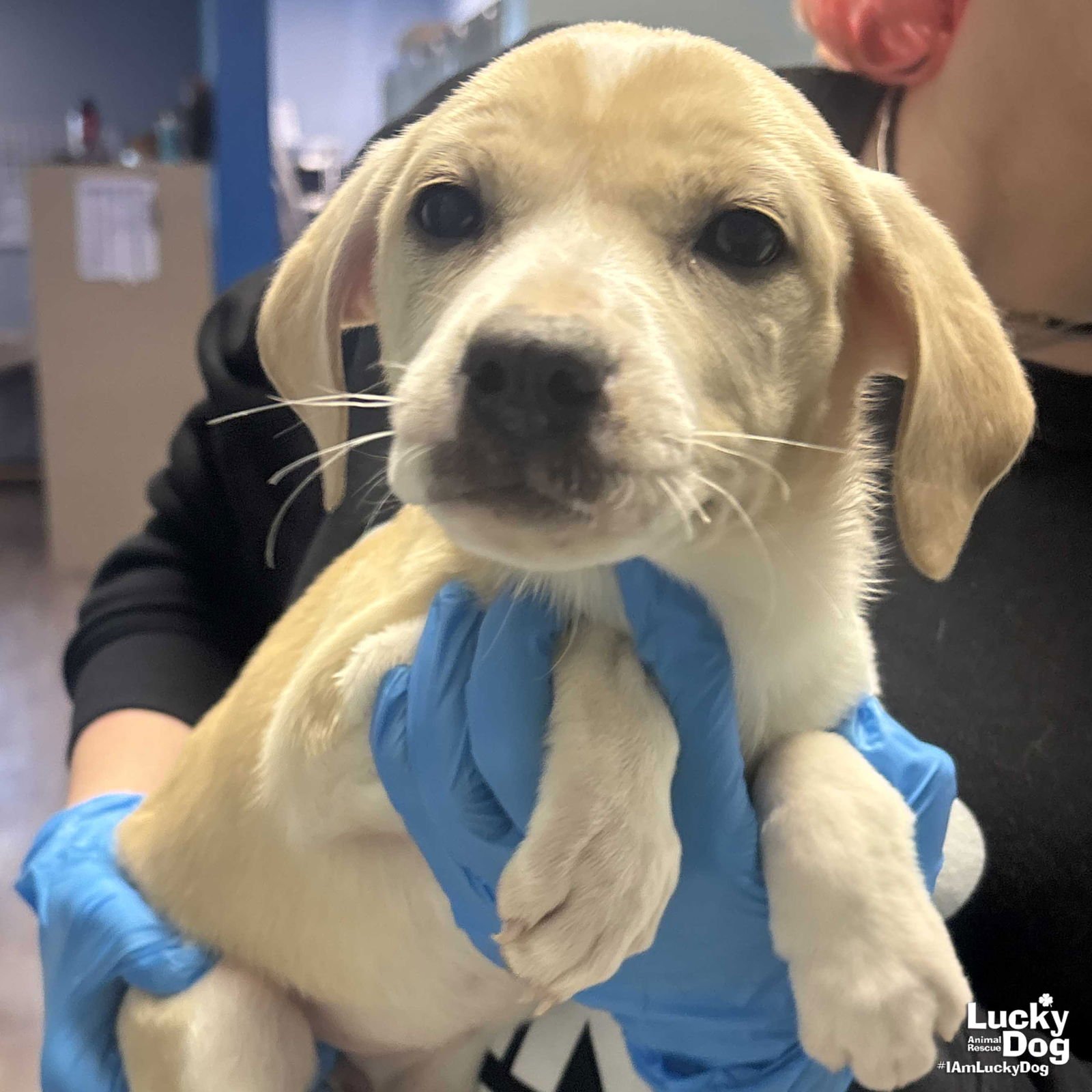 ANGEL - Shepherd / Labrador Retriever available for adoption