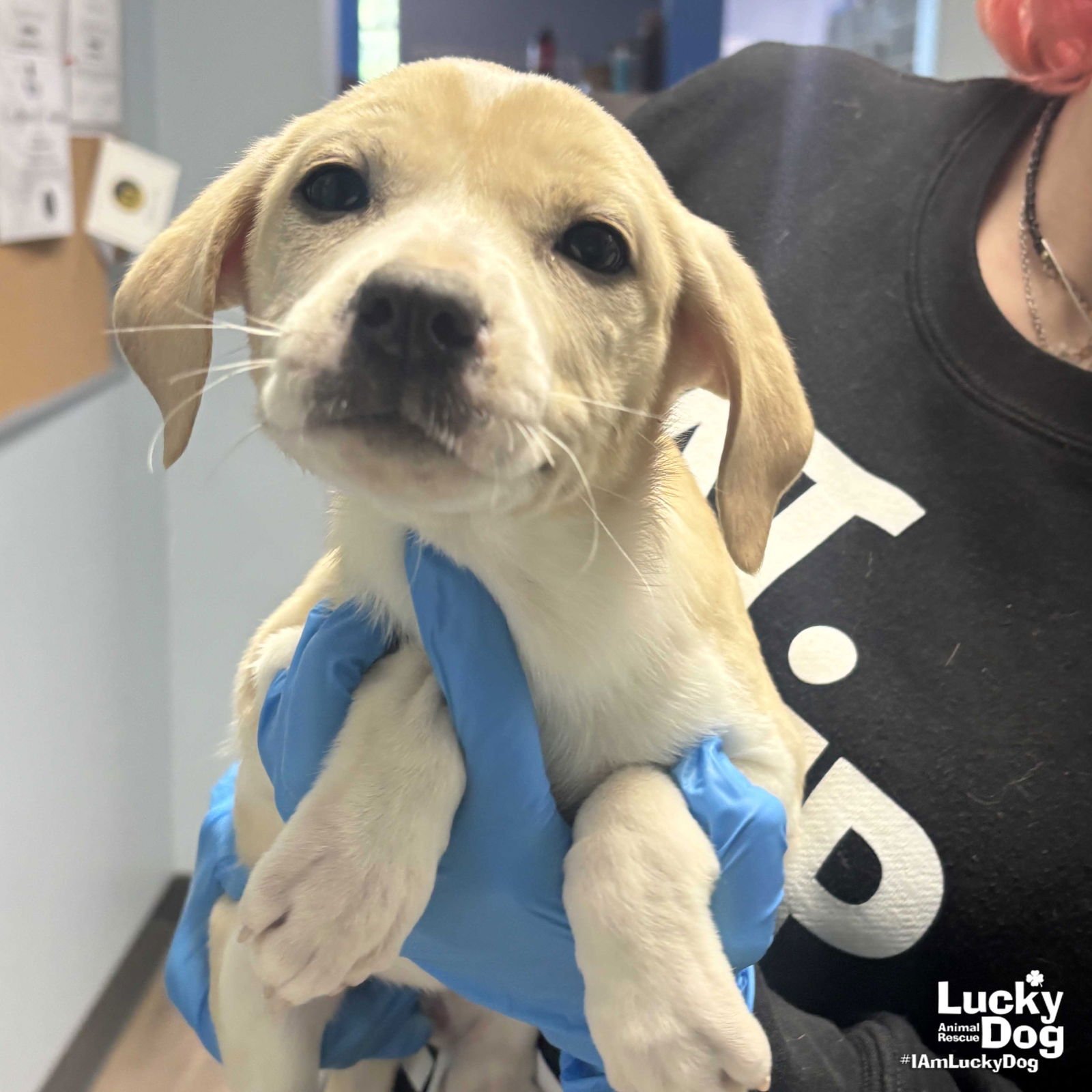 ANGEL - Shepherd / Labrador Retriever available for adoption