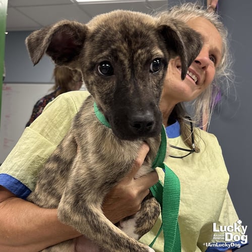 FIONA - Terrier / Shepherd available for adoption