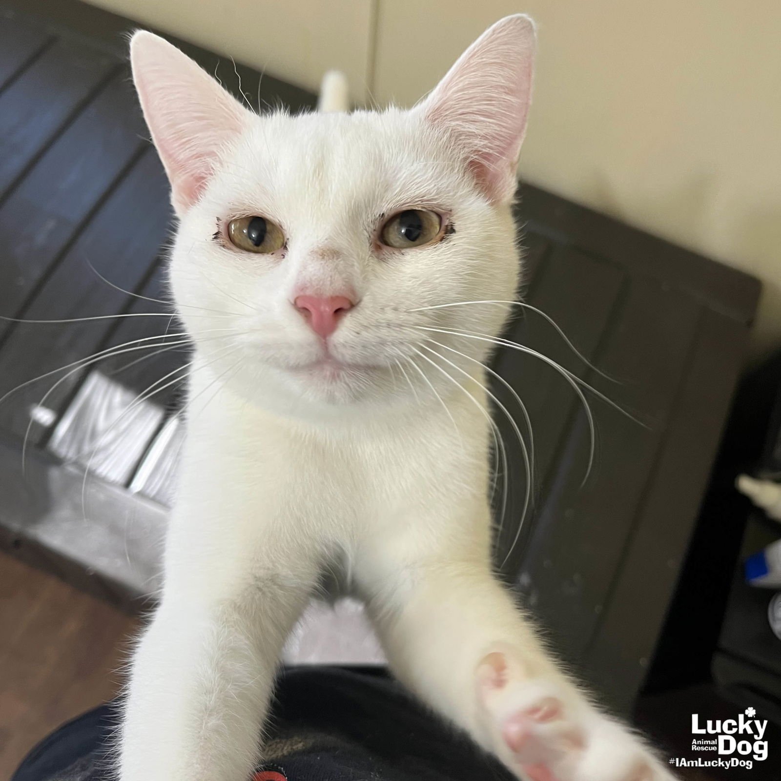 BOBA - Domestic Short Hair available for adoption