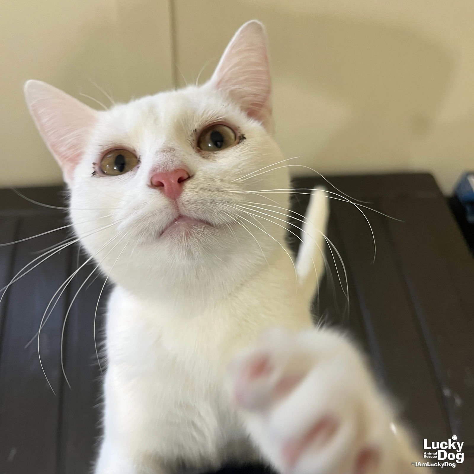 BOBA - Domestic Short Hair available for adoption