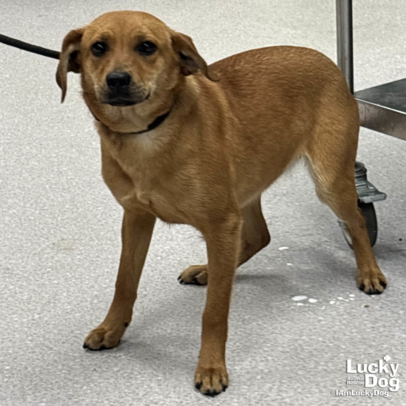 ZEST - Terrier / Labrador Retriever available for adoption