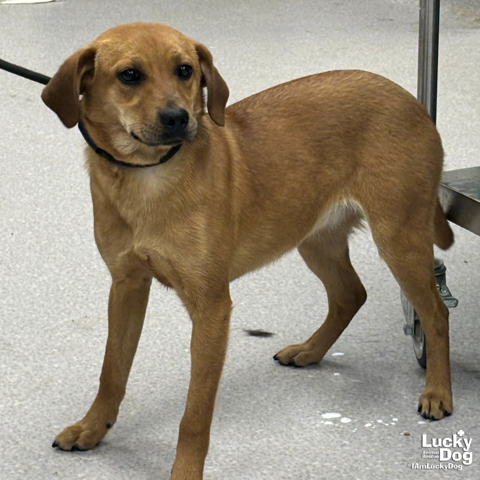 ZEST - Terrier / Labrador Retriever available for adoption