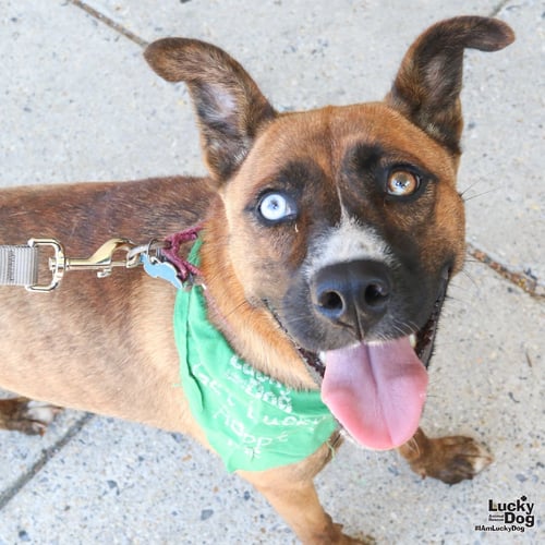 SHEBA - Shepherd / Husky available for adoption