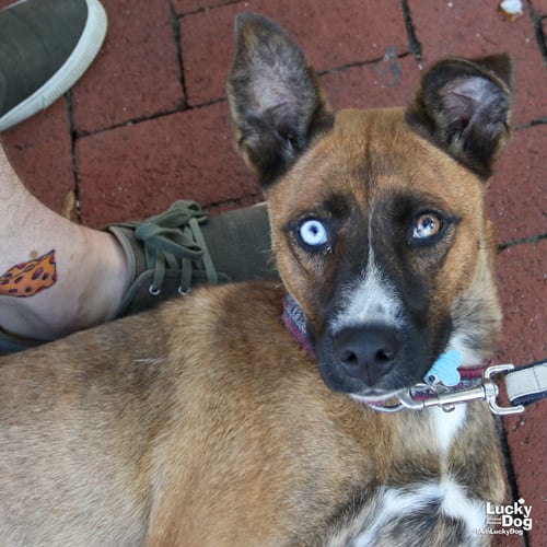 SHEBA - Shepherd / Husky available for adoption