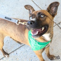 Sheba - Photo 3