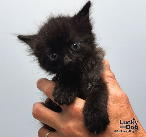 DON - Domestic Long Hair available for adoption