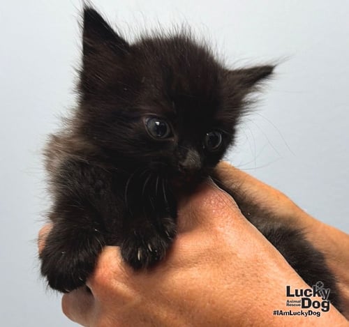 DON - Domestic Long Hair available for adoption