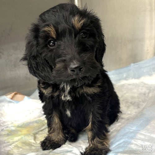 BEAR - Golden Retriever / Poodle (unknown type) available for adoption