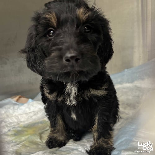 BEAR - Golden Retriever / Poodle (unknown type) available for adoption