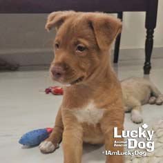 ENZO - Labrador Retriever available for adoption