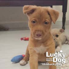 ENZO - Labrador Retriever available for adoption