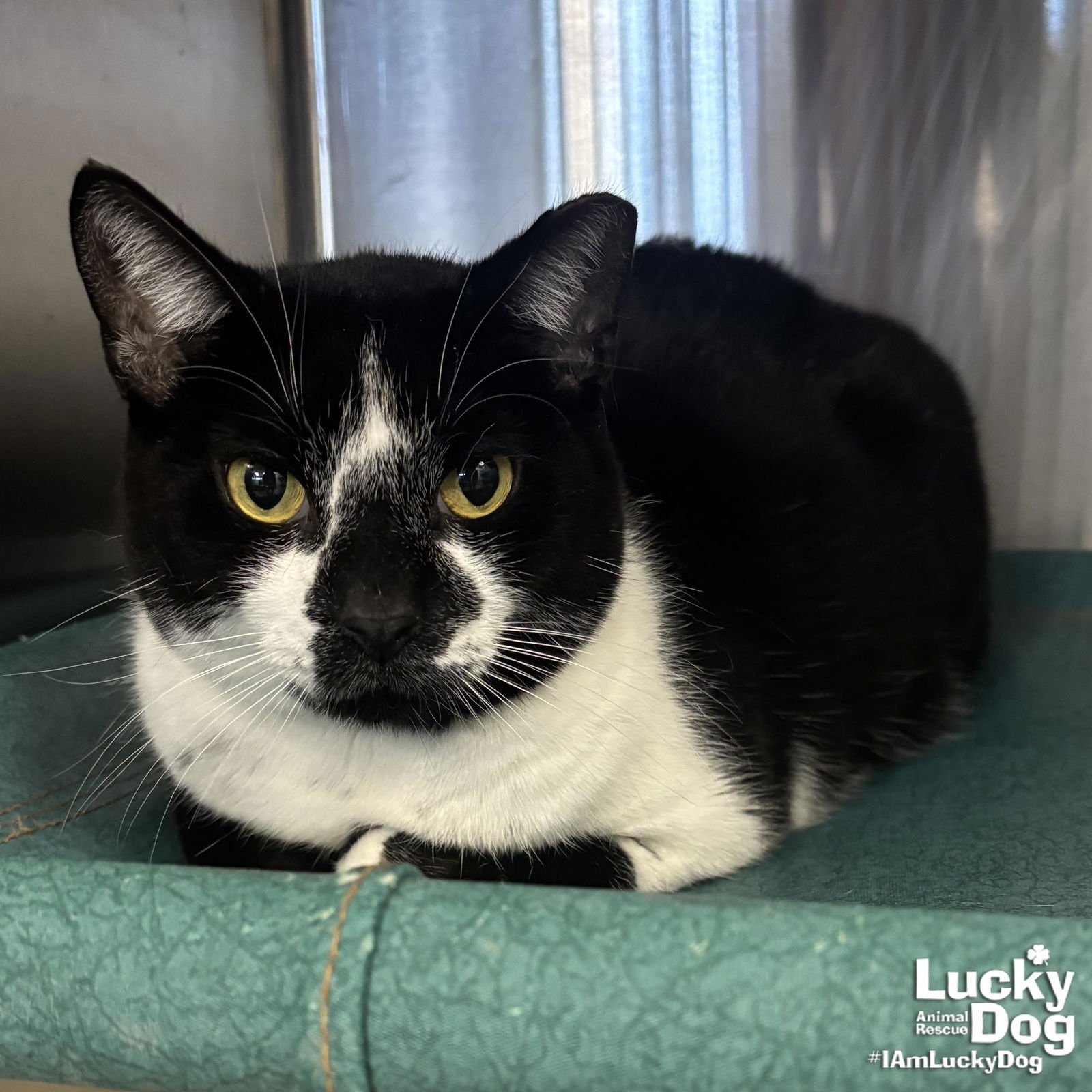 FREUD - Domestic Short Hair available for adoption