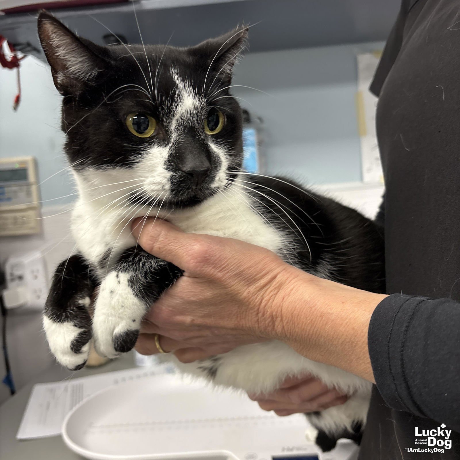 FREUD - Domestic Short Hair available for adoption