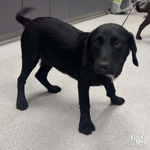 SCOUT - Labrador Retriever available for adoption