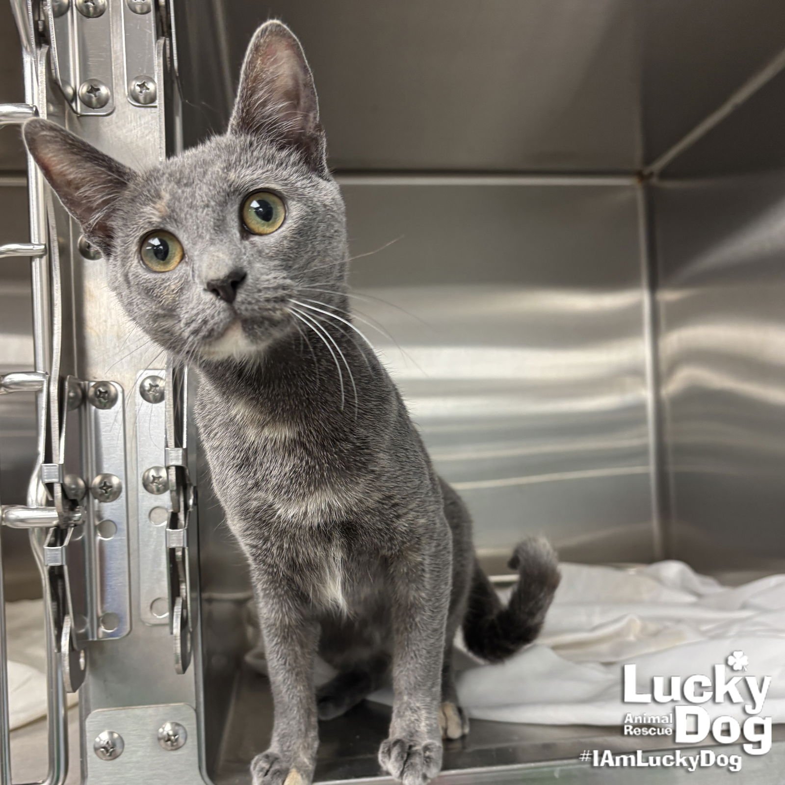 FOXGLOVE - Domestic Short Hair available for adoption