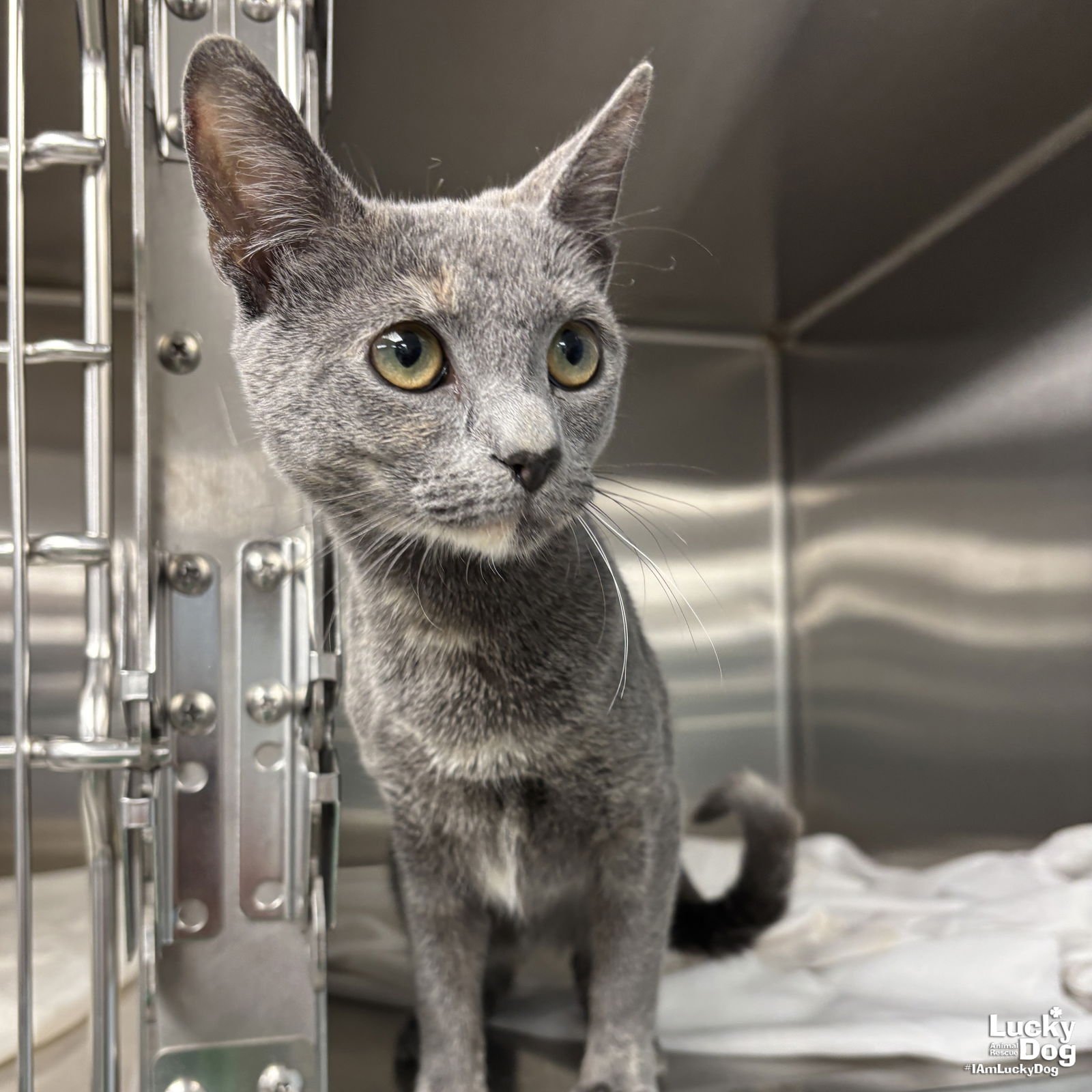 FOXGLOVE - Domestic Short Hair available for adoption