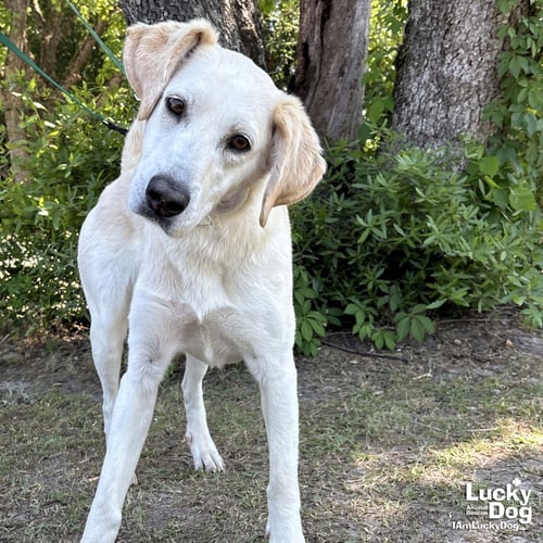 BELLA - Labrador Retriever / Hound available for adoption