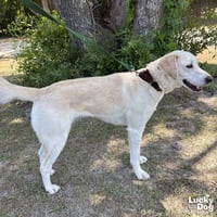 Bella - Photo 3