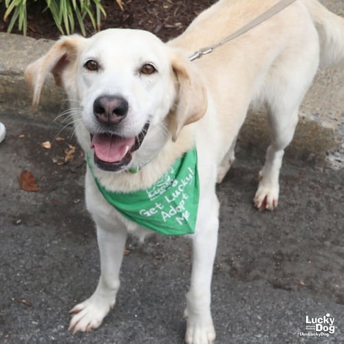 BELLA - Labrador Retriever / Hound available for adoption