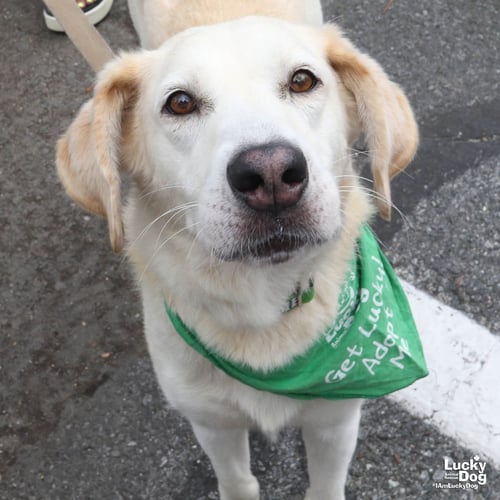 BELLA - Labrador Retriever / Hound available for adoption