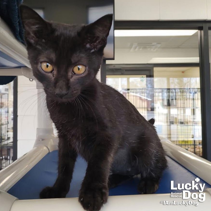 MS. ROLODEX - Domestic Short Hair available for adoption