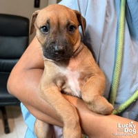 Puppy Priscilla - Photo 2
