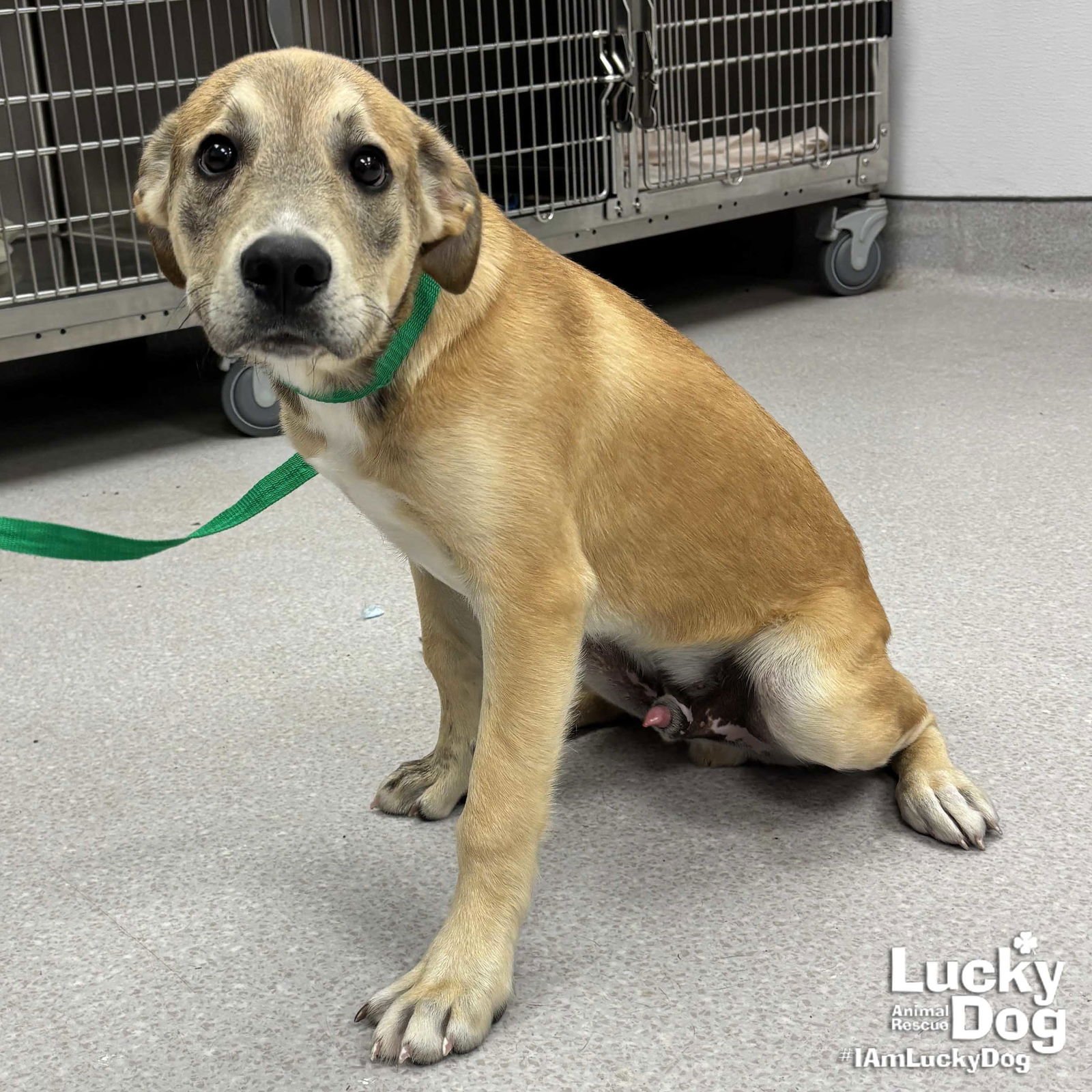 TINKY WINKY - Shepherd / Terrier available for adoption