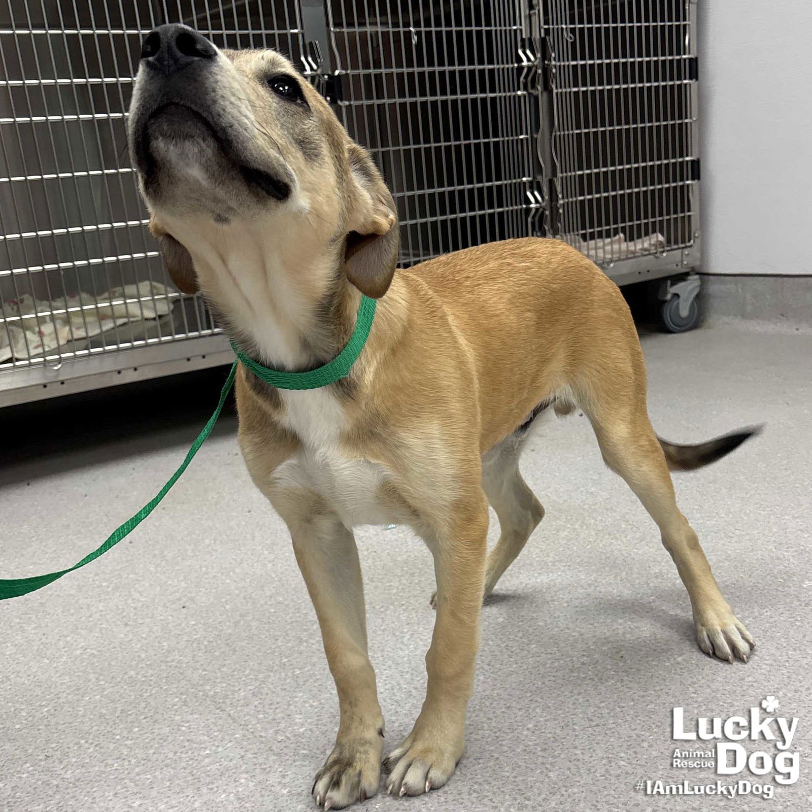 TINKY WINKY - Shepherd / Terrier available for adoption