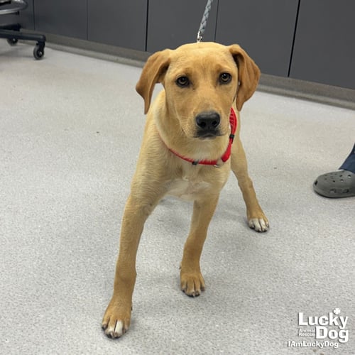 VIVIAN - Labrador Retriever / Retriever available for adoption