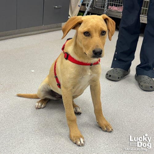 VIVIAN - Labrador Retriever / Retriever available for adoption