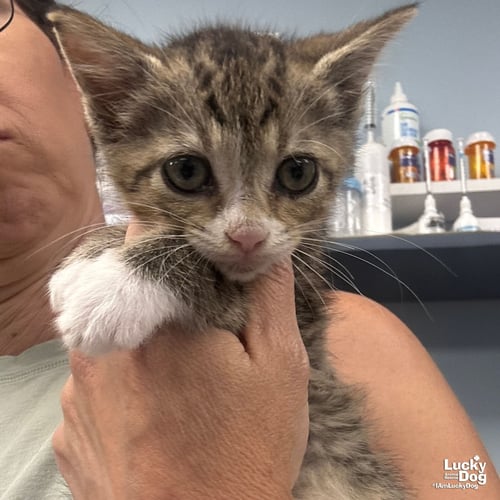 HERMIONE - Domestic Short Hair available for adoption