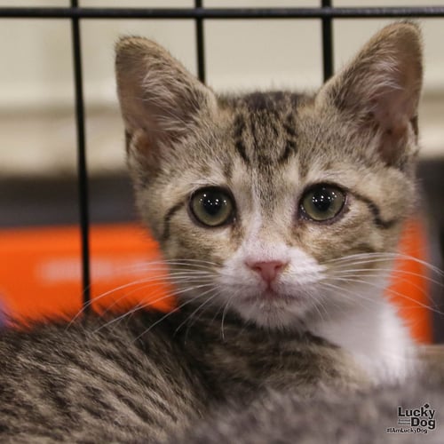 HERMIONE - Domestic Short Hair available for adoption