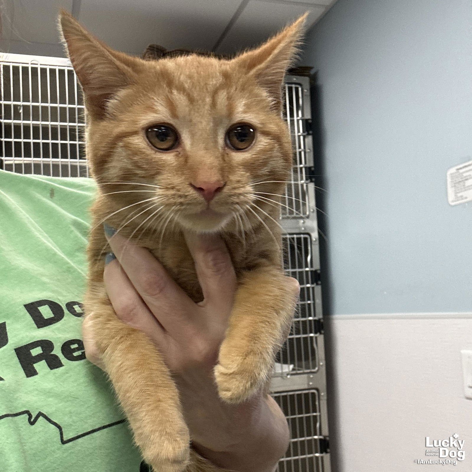 BARTON - Domestic Short Hair available for adoption