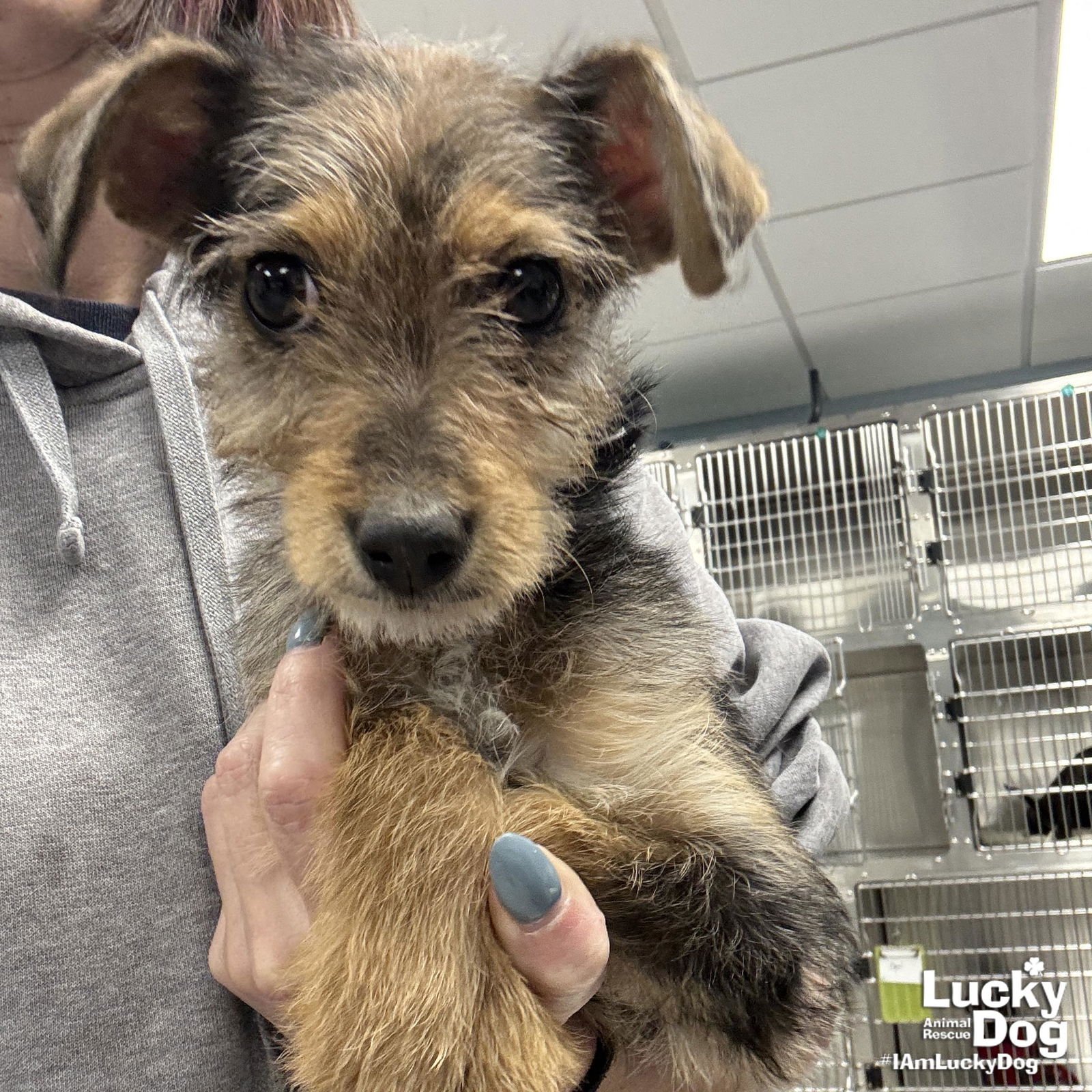 ZELDA - Terrier available for adoption