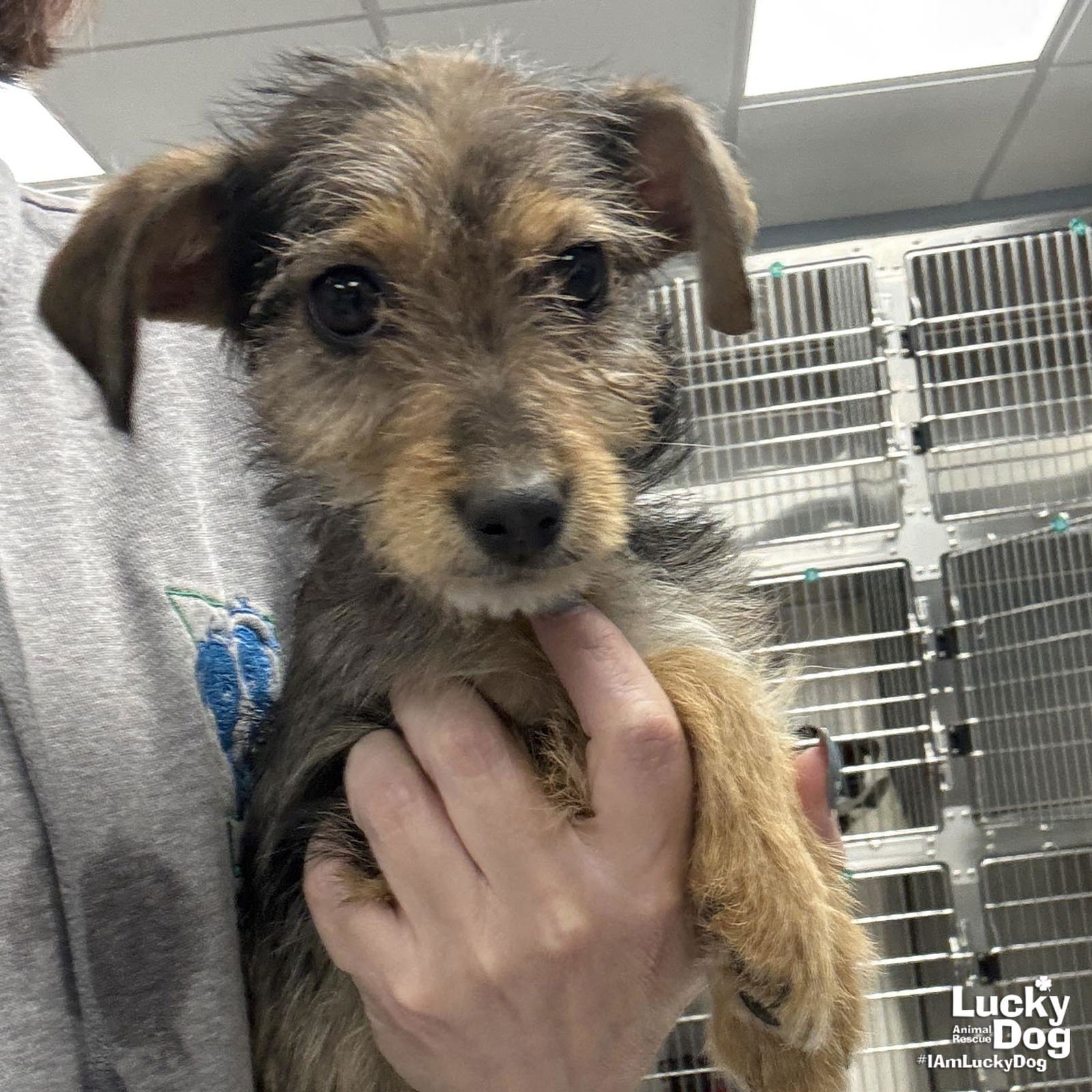 ZELDA - Terrier available for adoption