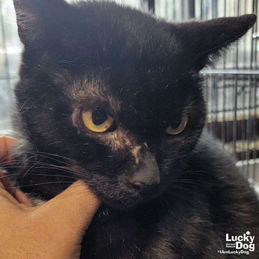 WINNIE THE POOH - Domestic Short Hair available for adoption