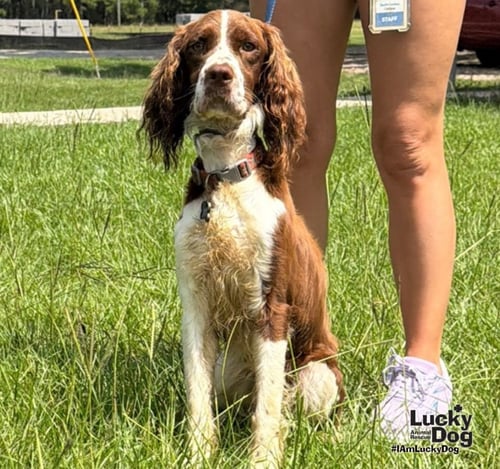 WHISKEY - English Springer Spaniel available for adoption