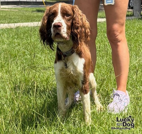 WHISKEY - English Springer Spaniel available for adoption