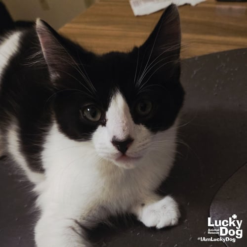 SULLIVAN - Domestic Short Hair available for adoption