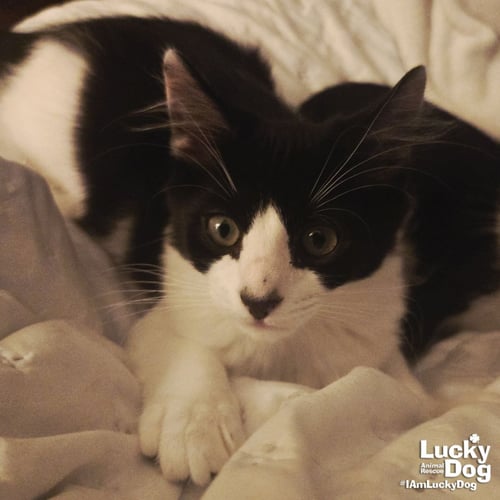 SULLIVAN - Domestic Short Hair available for adoption